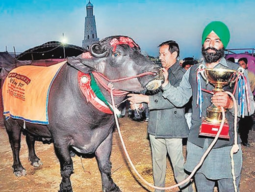 Supper Bull-10...